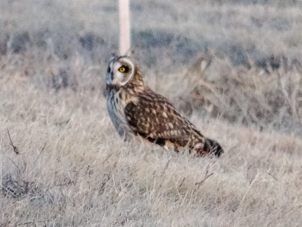 Short-eared Owl (Northern) - ML627783326