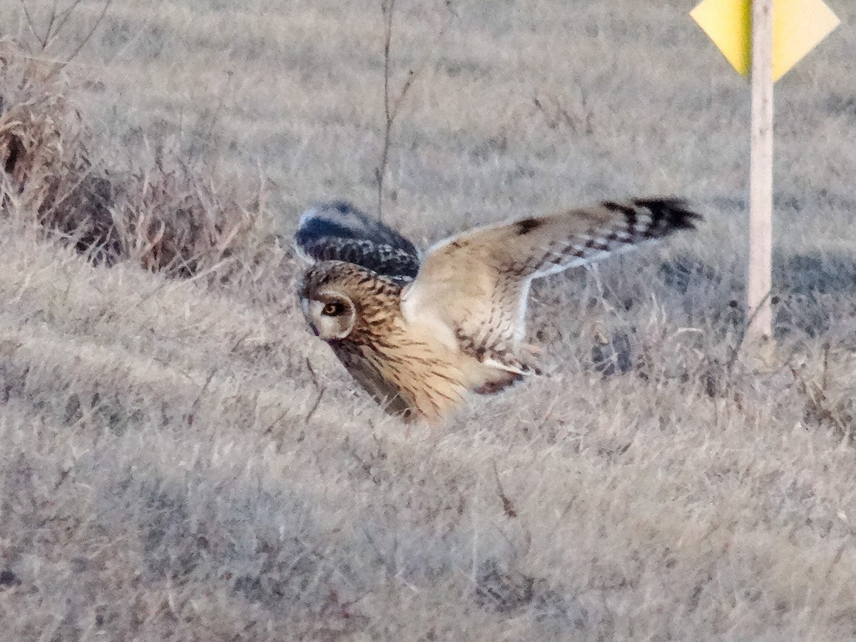 Short-eared Owl (Northern) - ML627783332