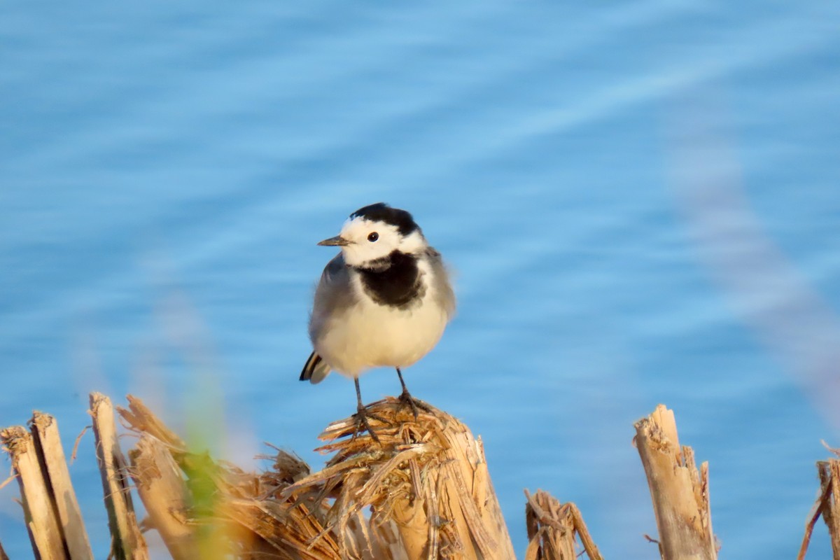 White Wagtail - ML627783334