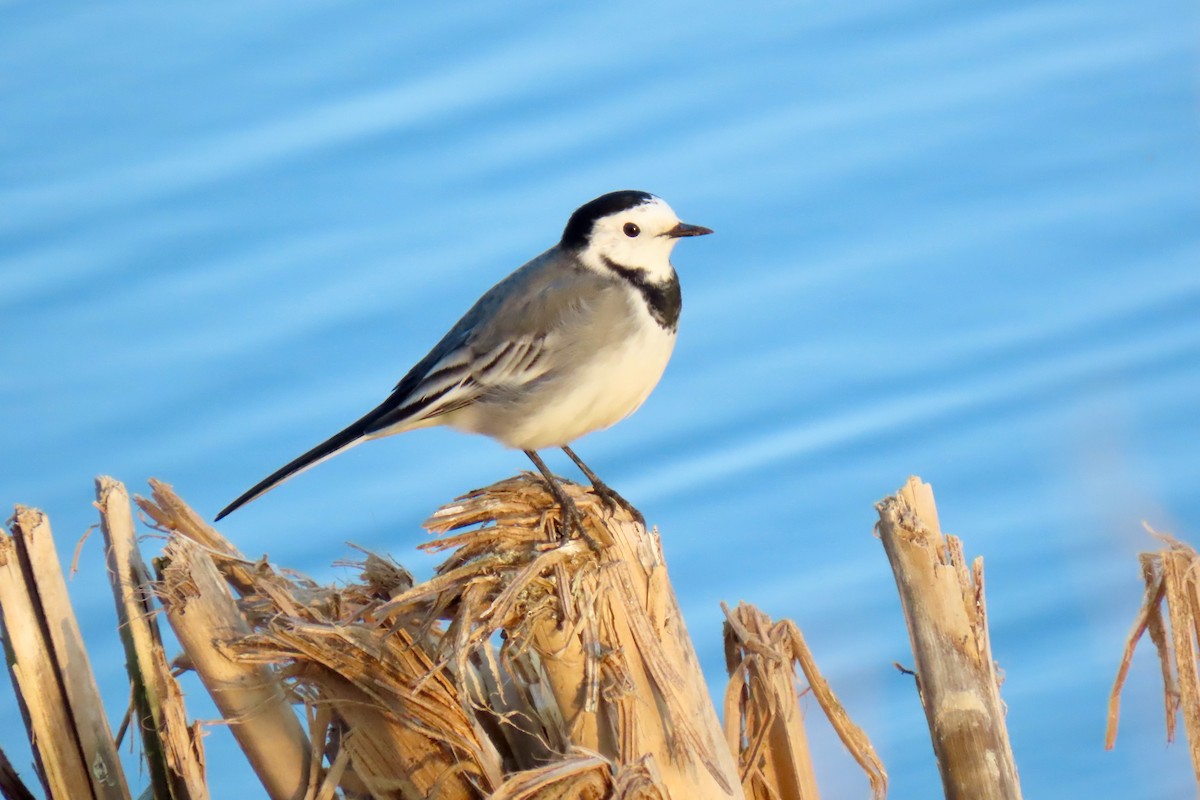 White Wagtail - ML627783340