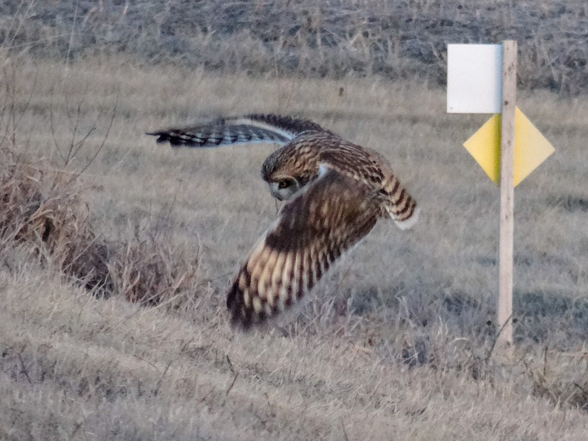 Short-eared Owl (Northern) - ML627783343