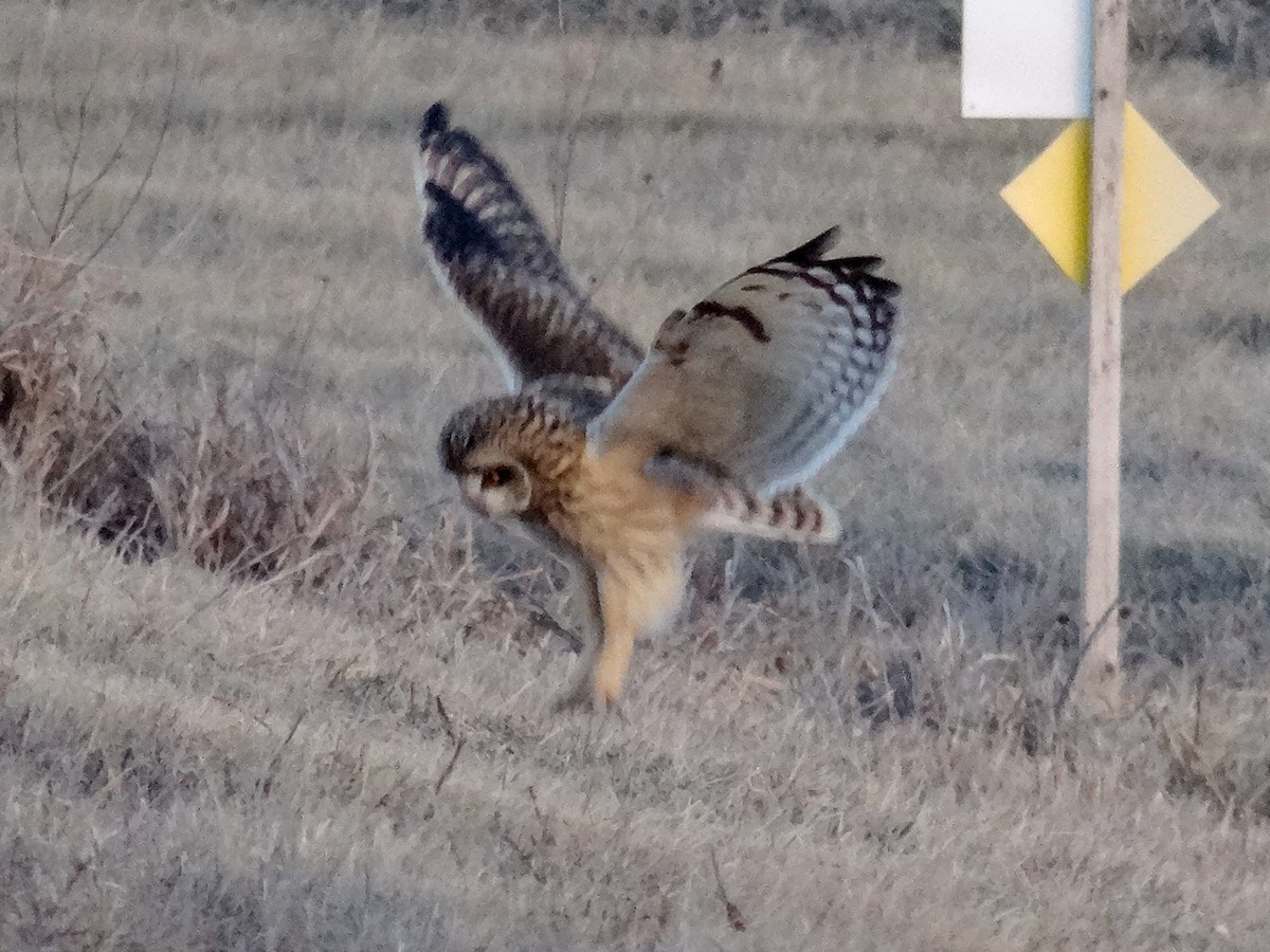 Short-eared Owl (Northern) - ML627783344