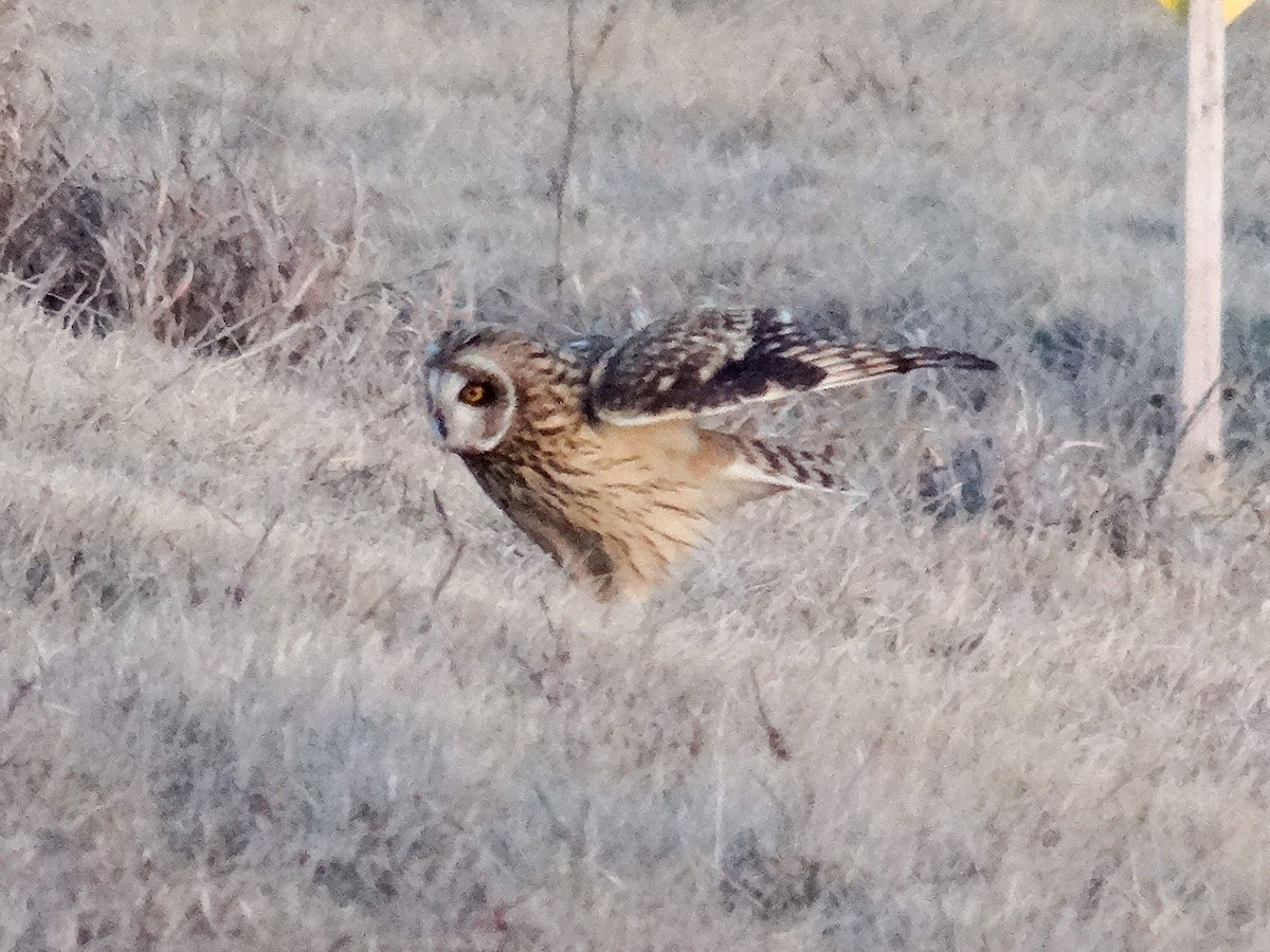 Short-eared Owl (Northern) - ML627783348