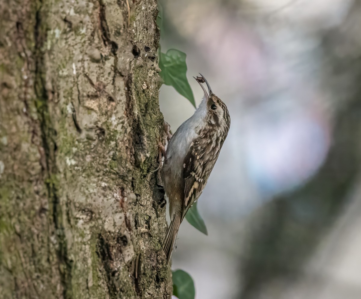 Brown Creeper - ML627783532