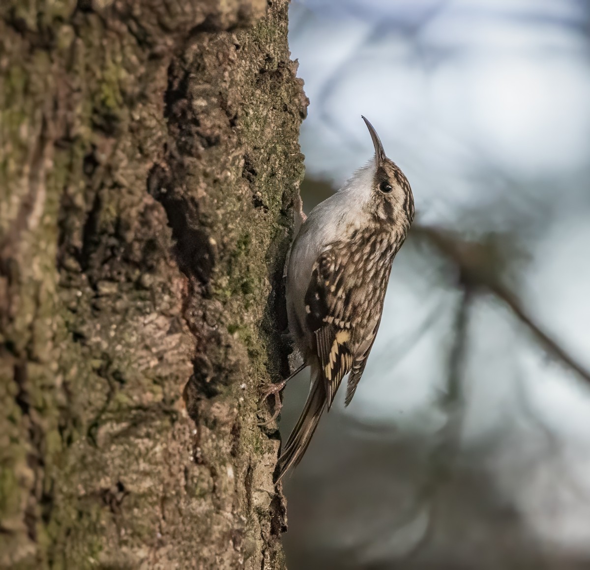 Brown Creeper - ML627783533