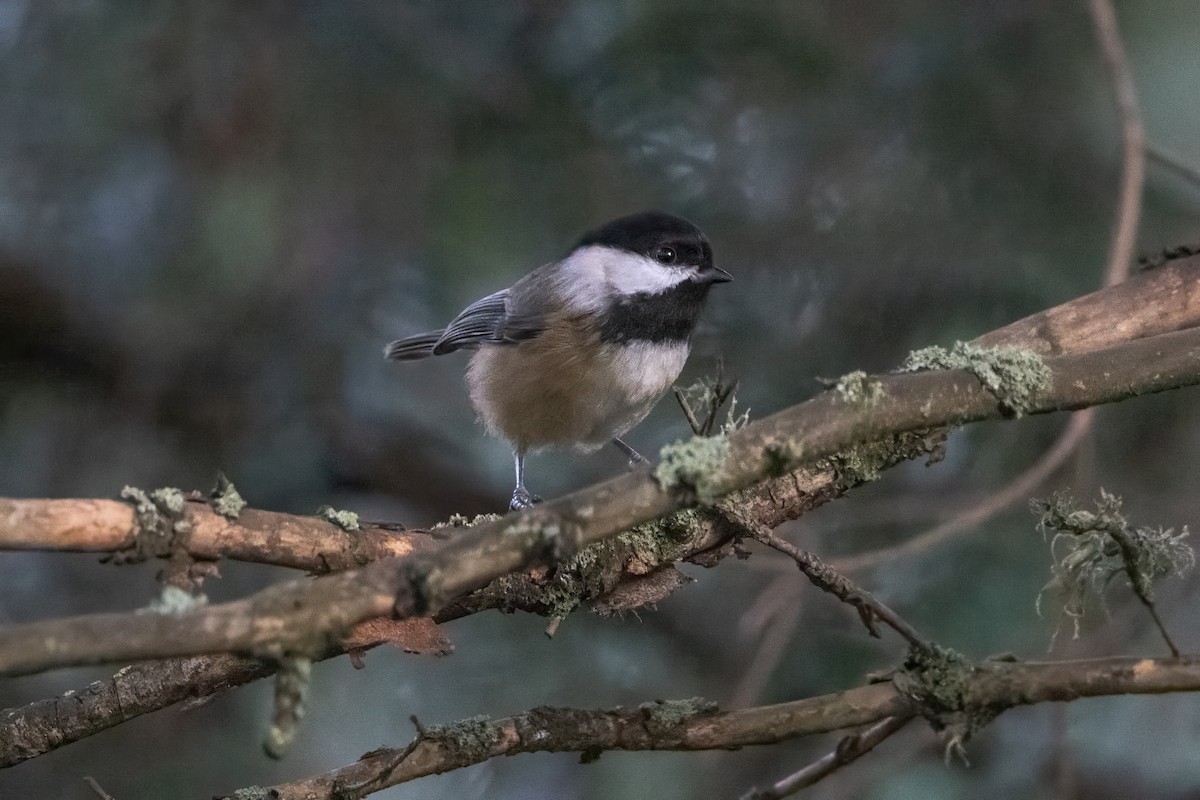 Black-capped Chickadee - ML627783538