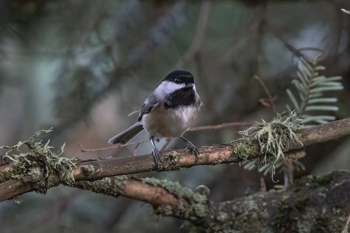 Black-capped Chickadee - ML627783539