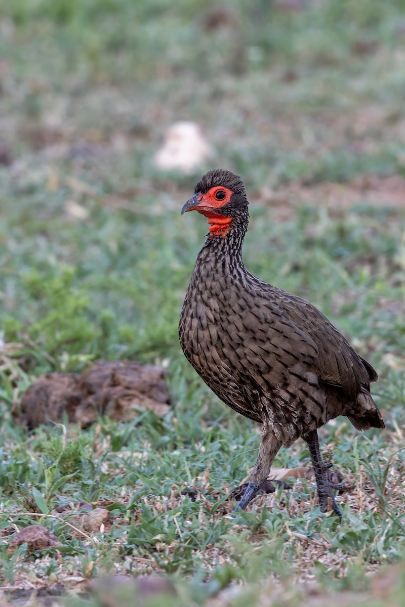 Swainson's Spurfowl - ML627783567