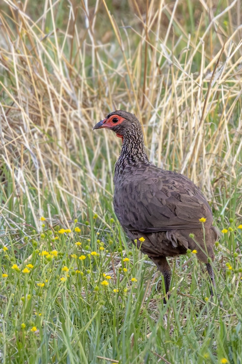 Swainson's Spurfowl - ML627783591