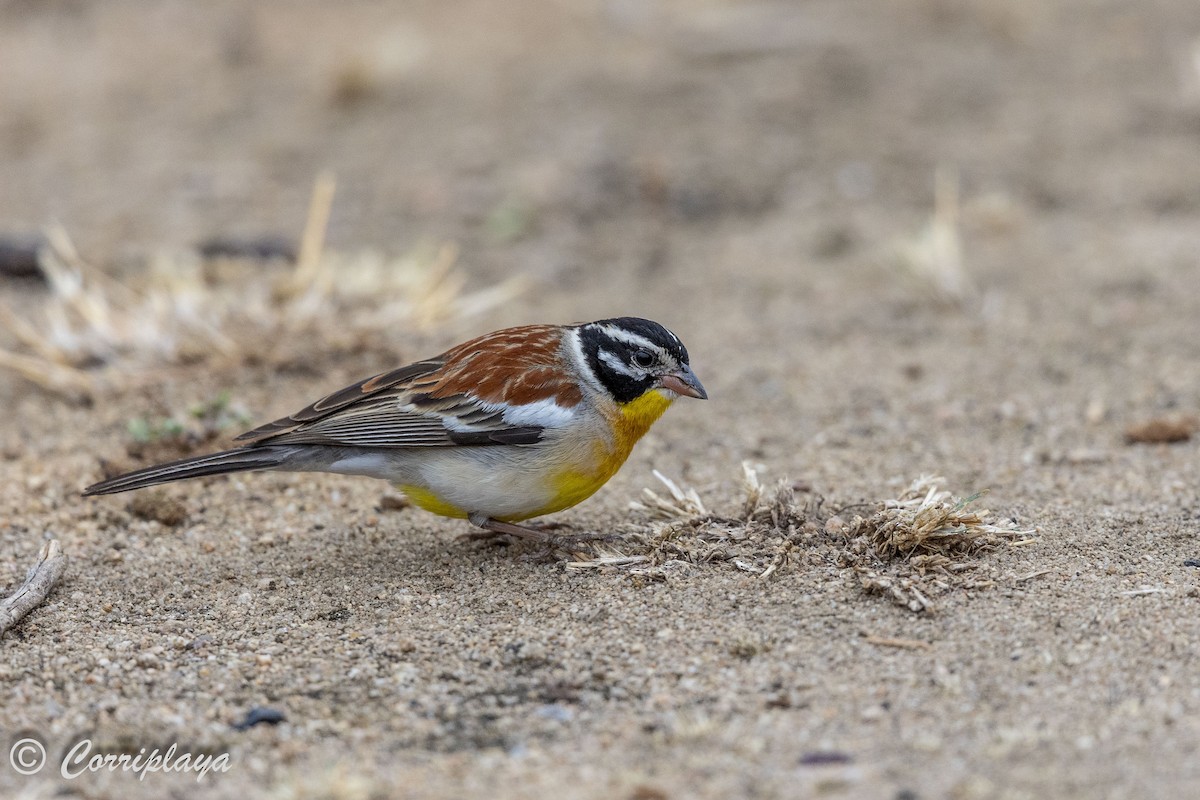 Golden-breasted Bunting - ML627783594