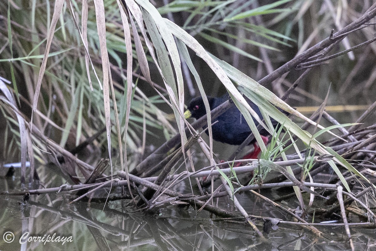 Black Crake - ML627783663