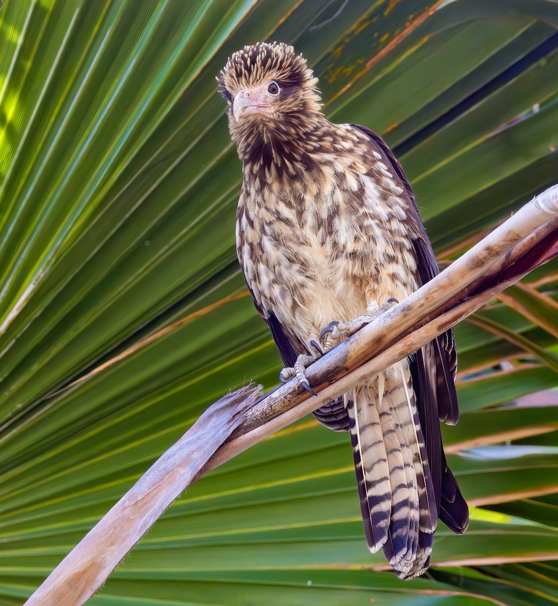 Yellow-headed Caracara - ML627783684