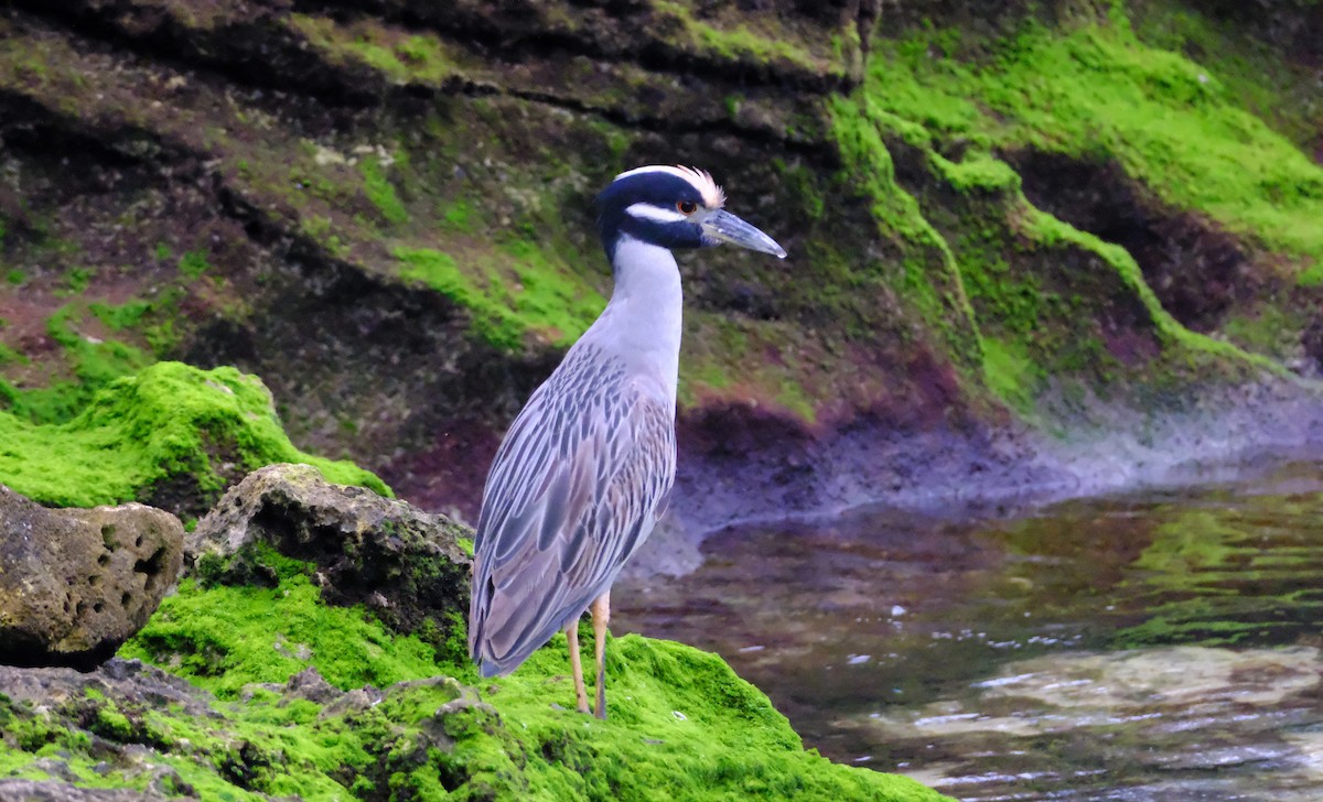 Yellow-crowned Night Heron - ML627783733