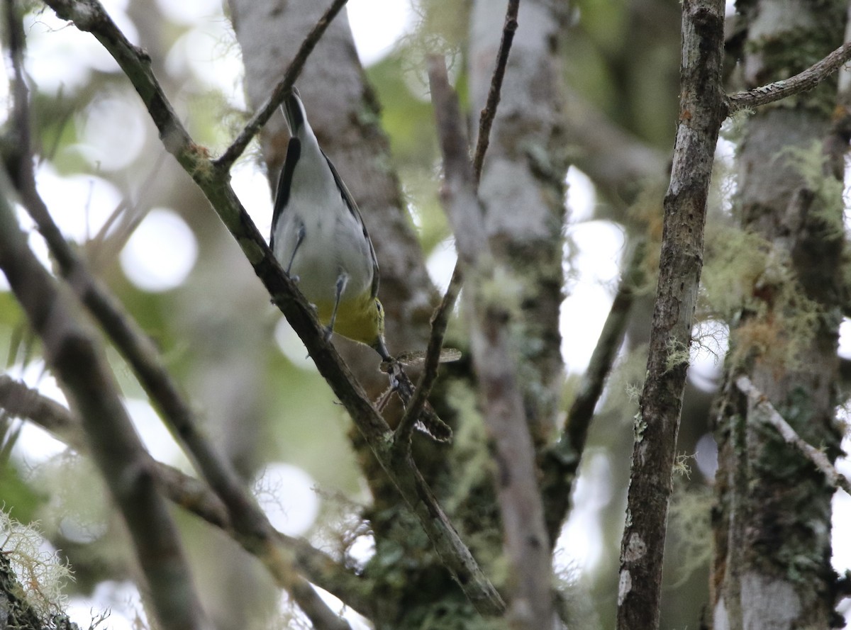 Yellow-throated Vireo - ML627783736