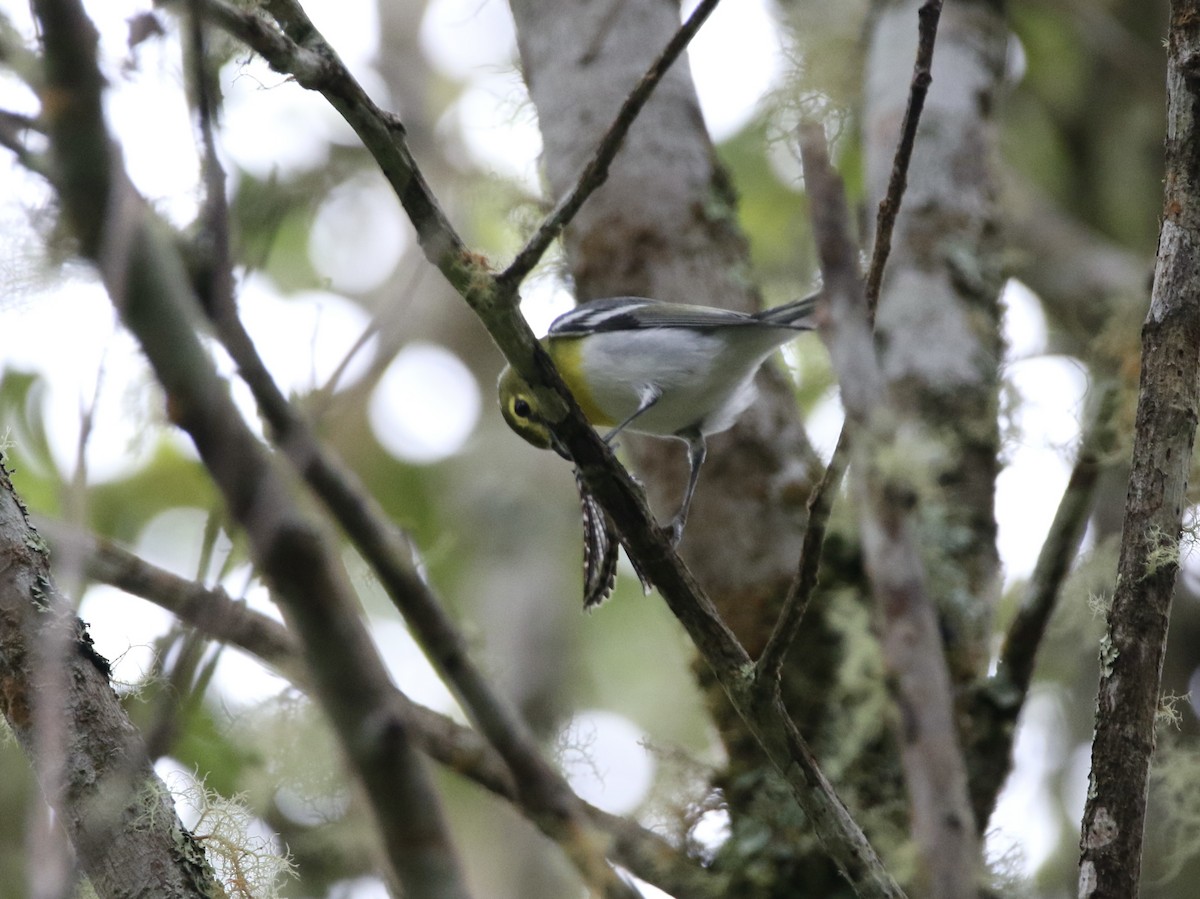 Yellow-throated Vireo - ML627783737