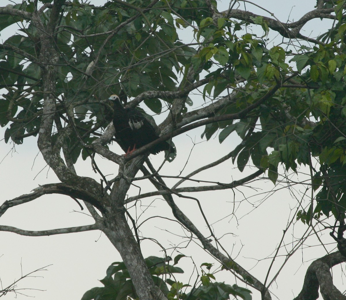 Blue-throated Piping-Guan - ML627783772