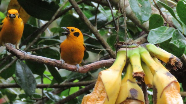 Golden Tanager - ML627783785