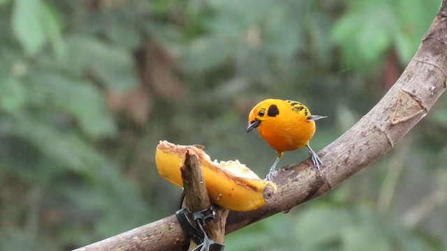 Golden Tanager - ML627783786