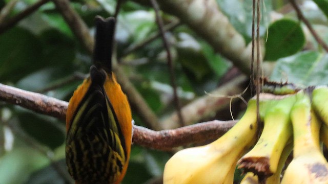 Golden Tanager - ML627783788