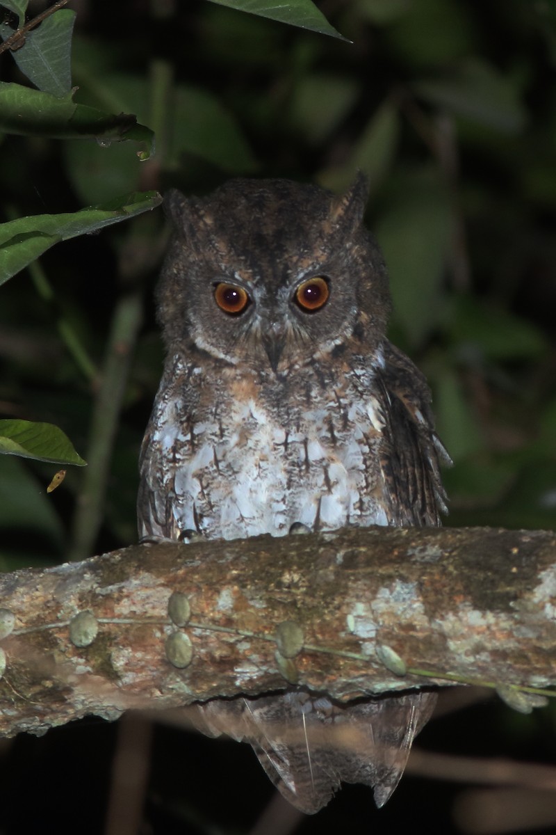 Moluccan Scops-Owl - ML627783815