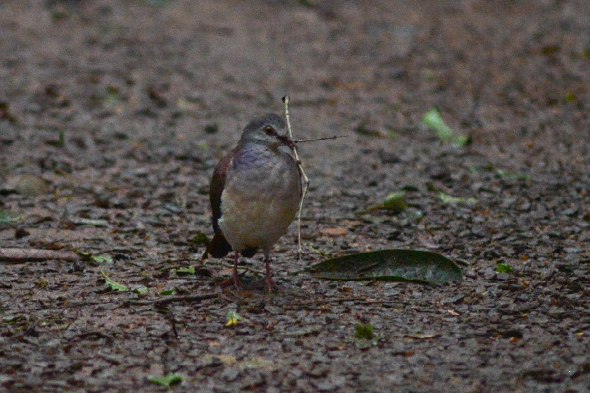 Violaceous Quail-Dove - ML627783860