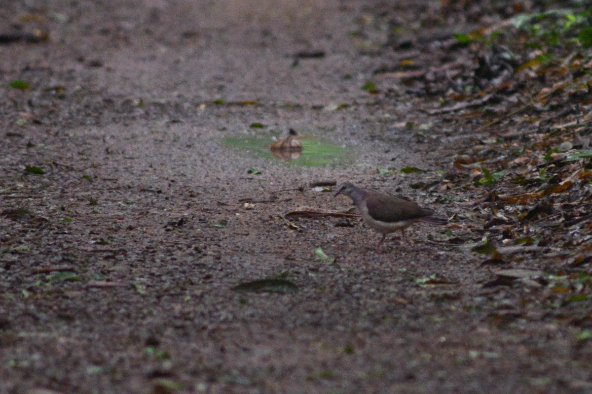 Violaceous Quail-Dove - ML627783862