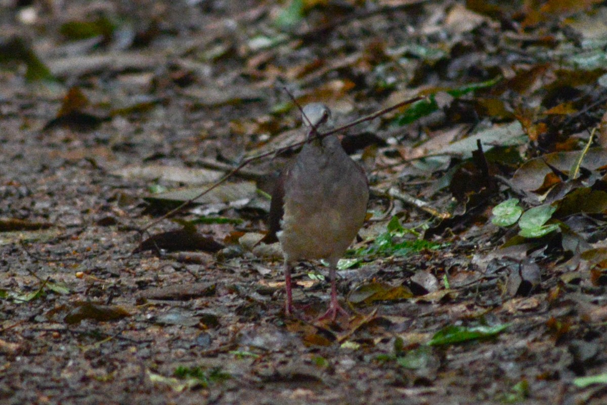 Violaceous Quail-Dove - ML627783863