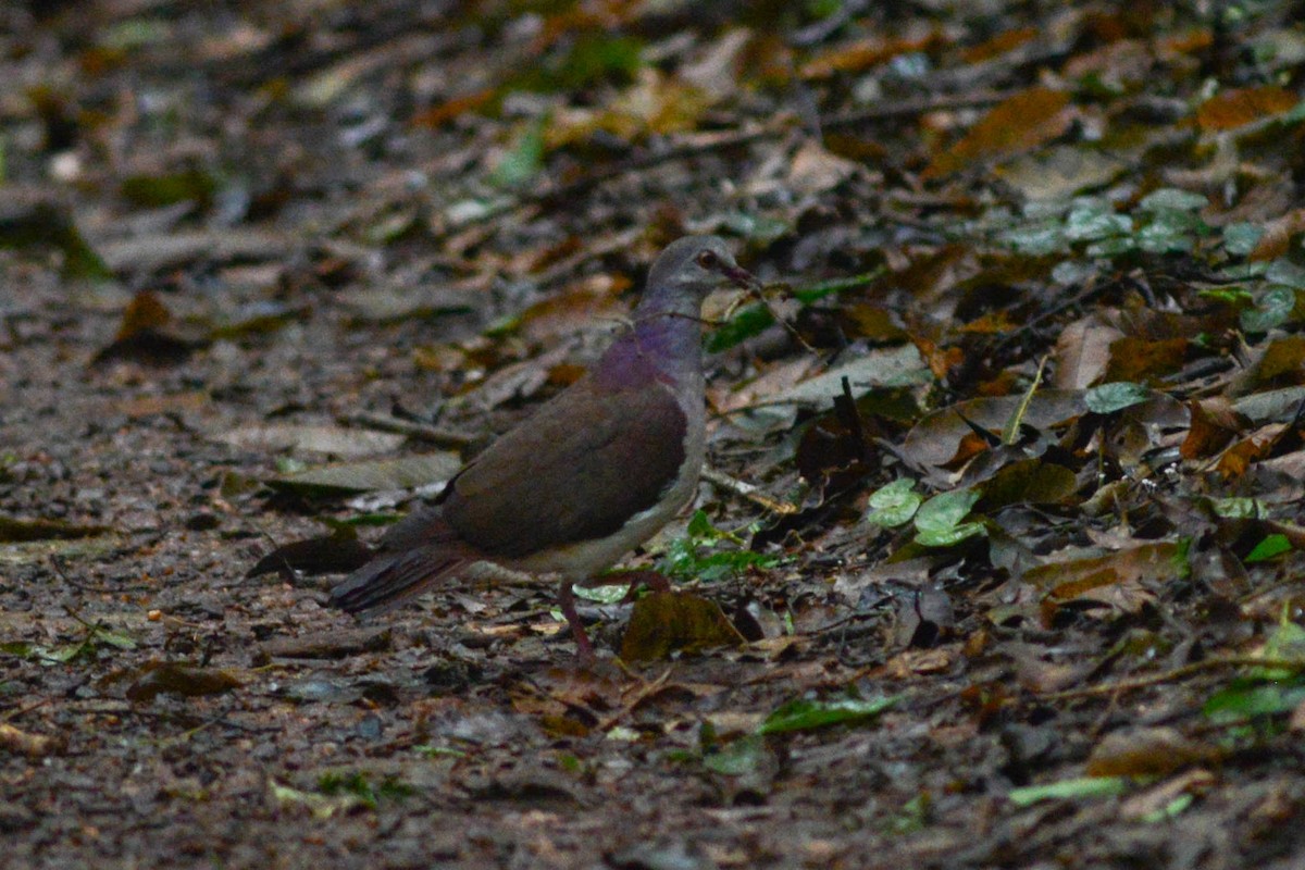 Violaceous Quail-Dove - ML627783864