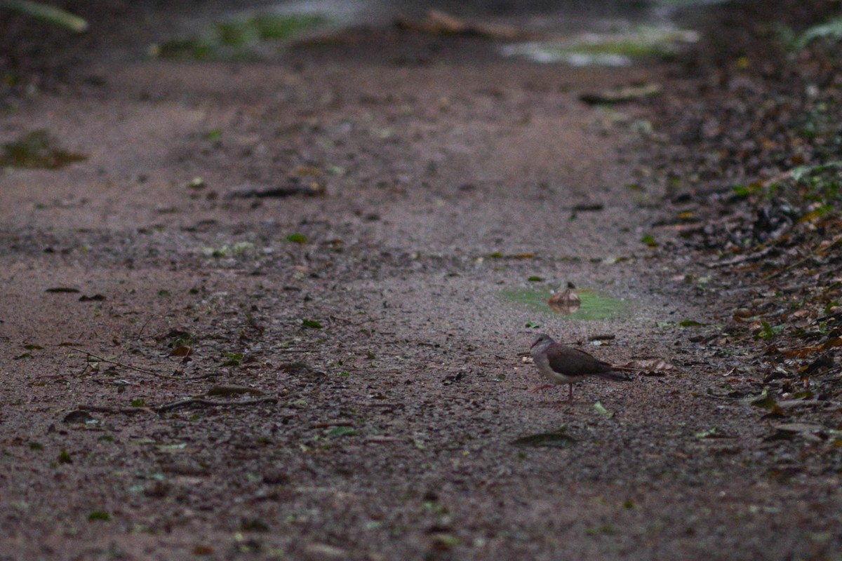 Violaceous Quail-Dove - ML627783866