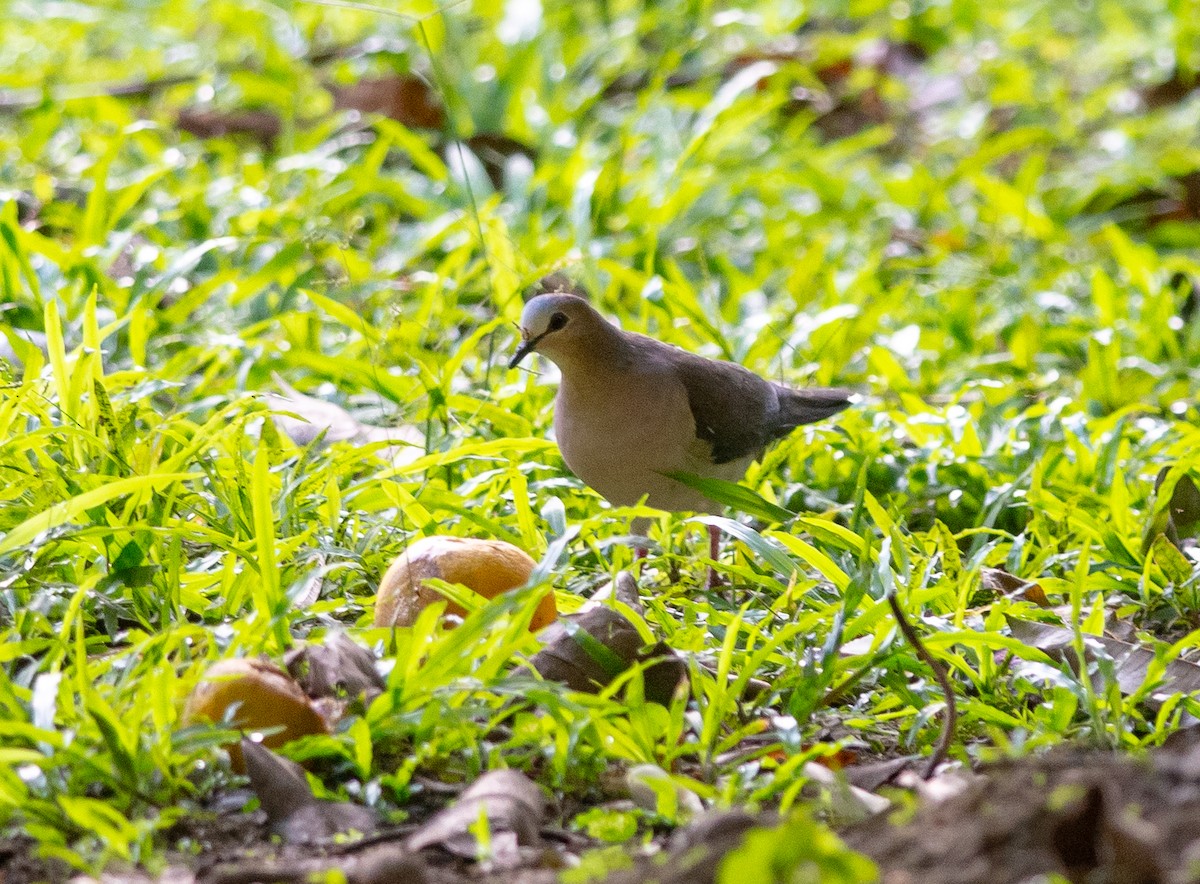 Gray-fronted Dove - ML627783877