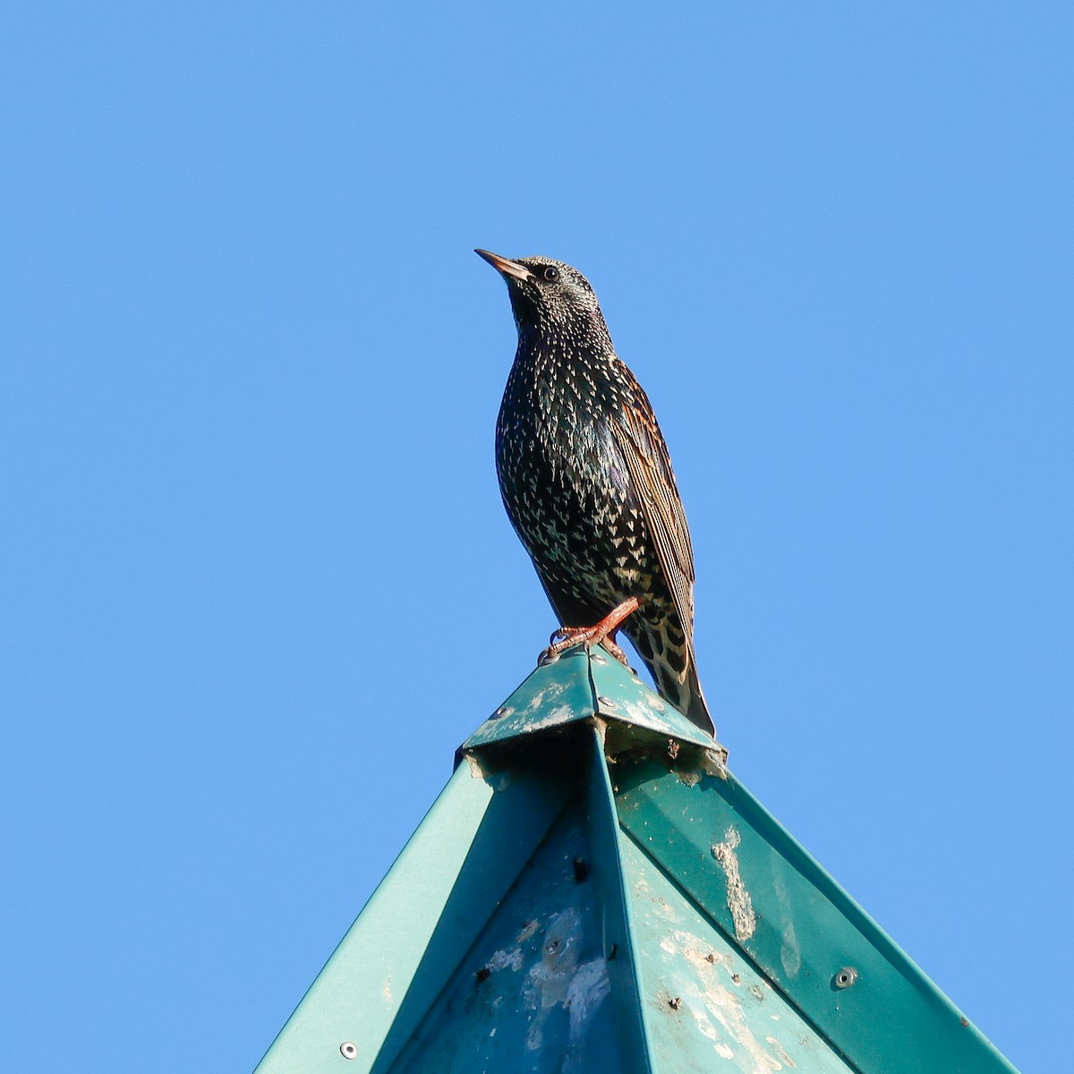 European Starling - ML627783879