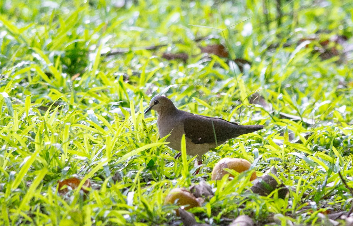 Gray-fronted Dove - ML627783883