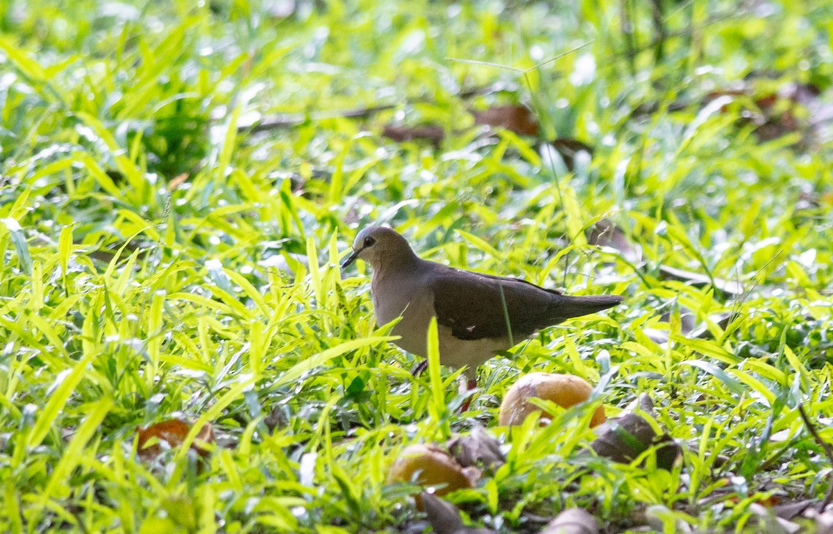 Colombe à front gris - ML627783883