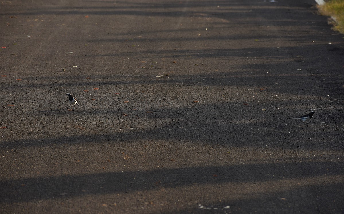 White-browed Wagtail - ML627783886