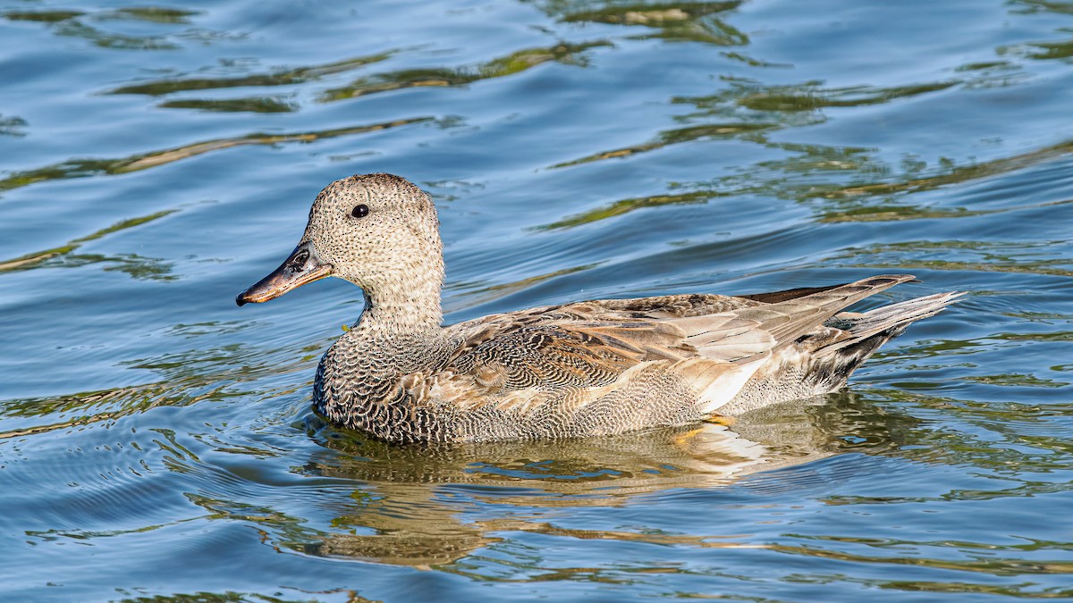 Gadwall - ML627783918
