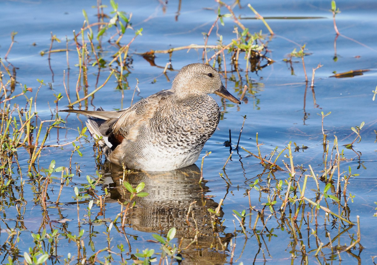 Gadwall - ML627783920