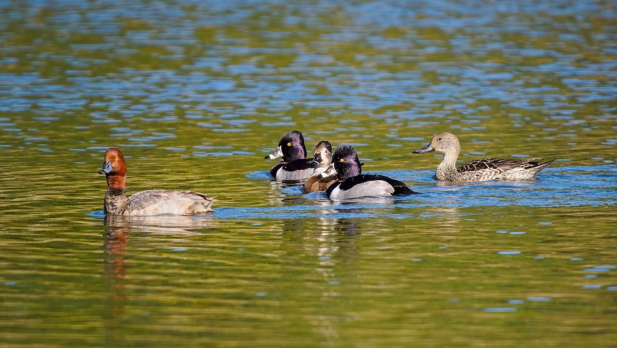 Northern Pintail - ML627783925