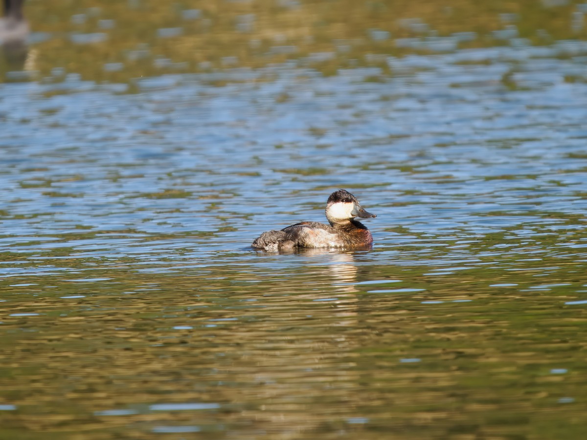 Ruddy Duck - ML627783949