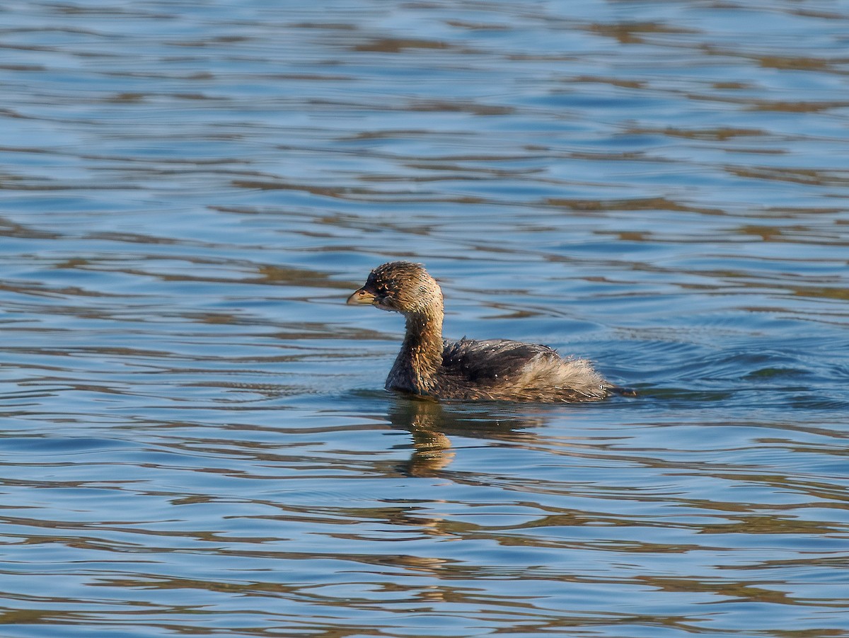 Pied-billed Grebe - ML627783954