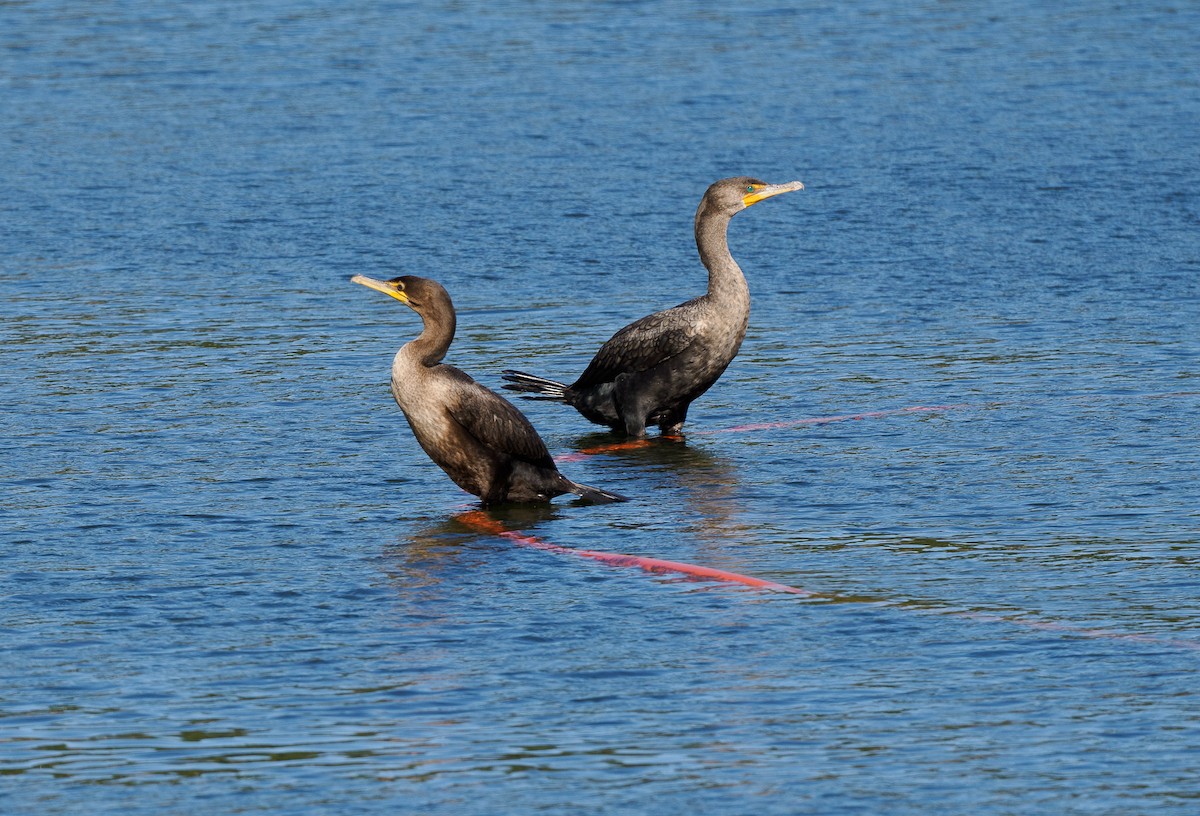 Double-crested Cormorant - ML627783958