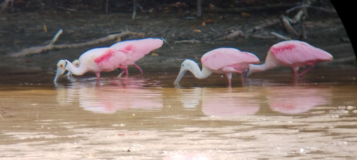 Roseate Spoonbill - ML627783964