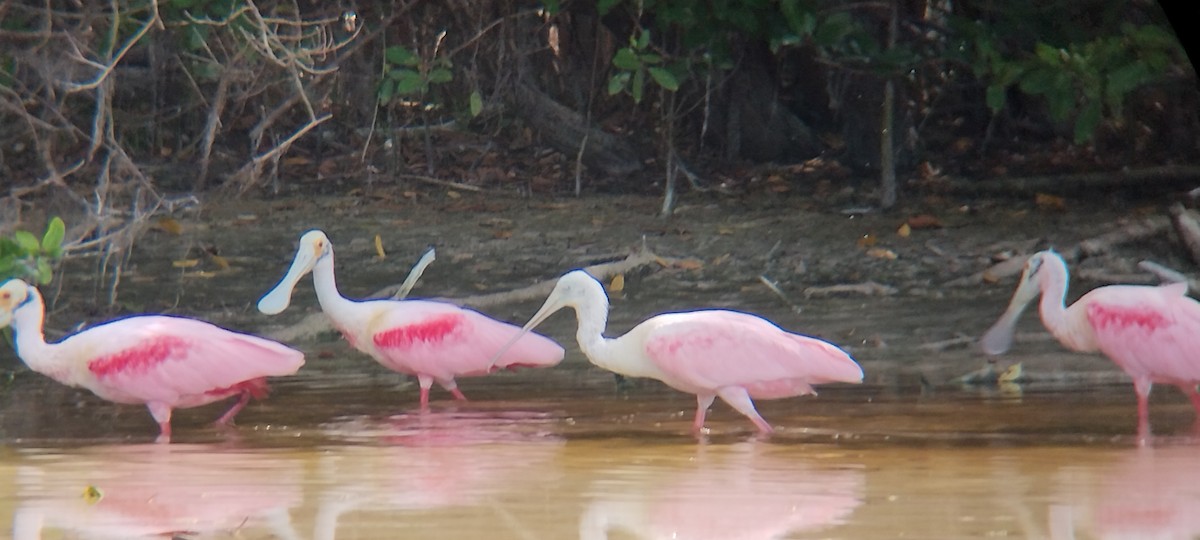 Roseate Spoonbill - ML627783965