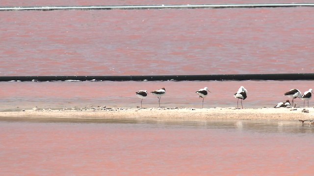 Red-necked Avocet - ML627784044