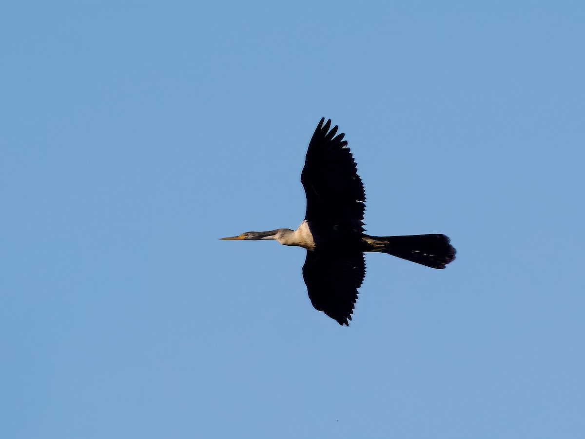 Anhinga - ML627784054