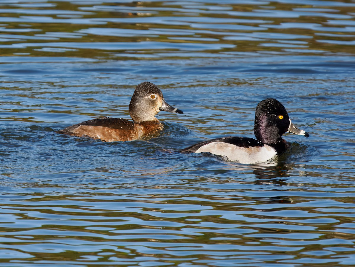 Ring-necked Duck - ML627784080