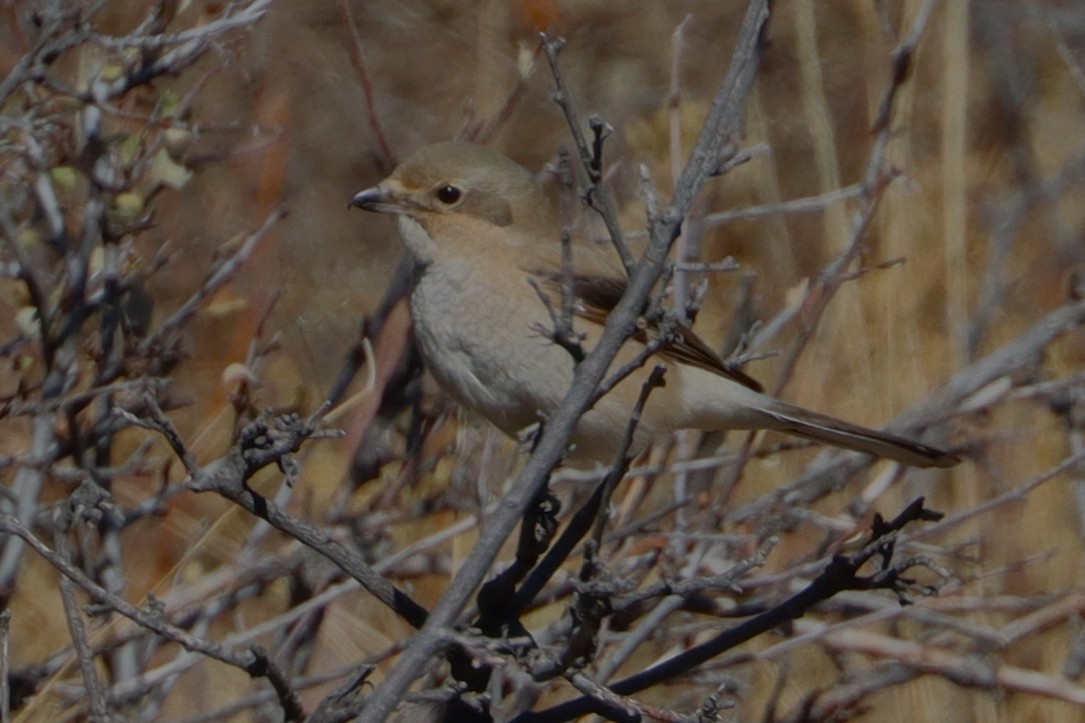 Northern Shrike - ML627784088