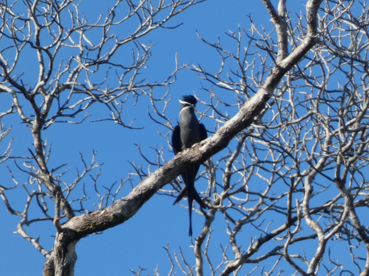 Moustached Treeswift - ML627784122