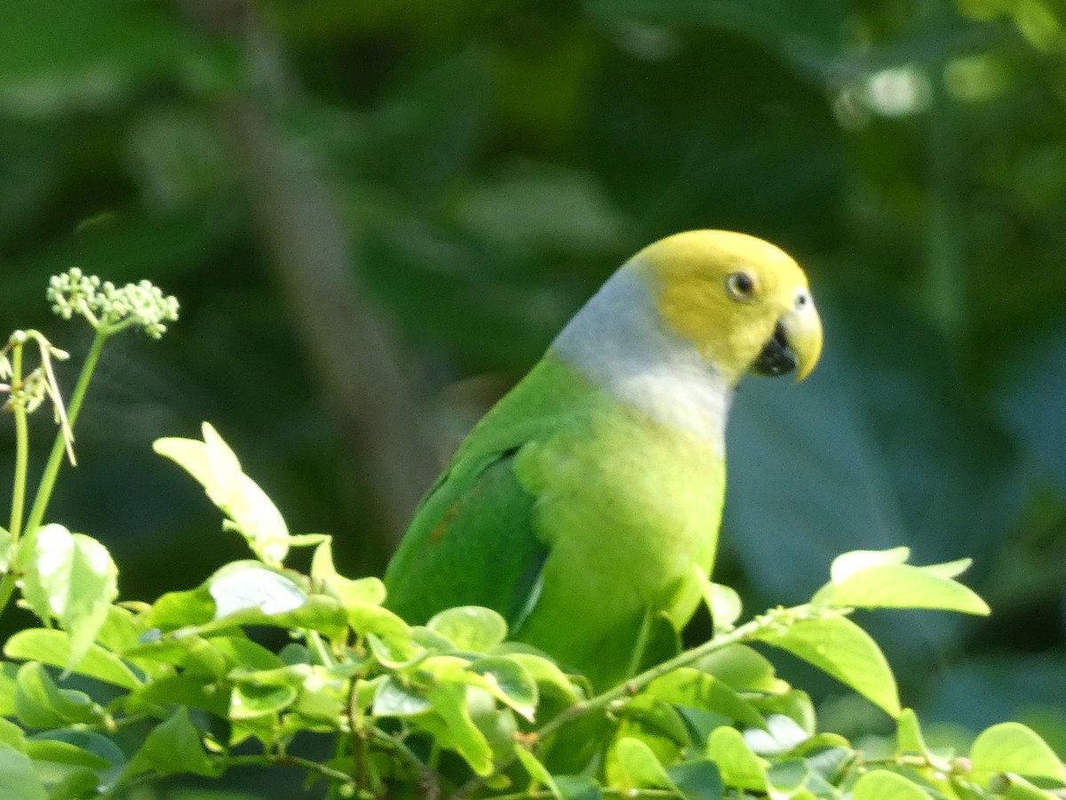 Singing Parrot - ML627784139
