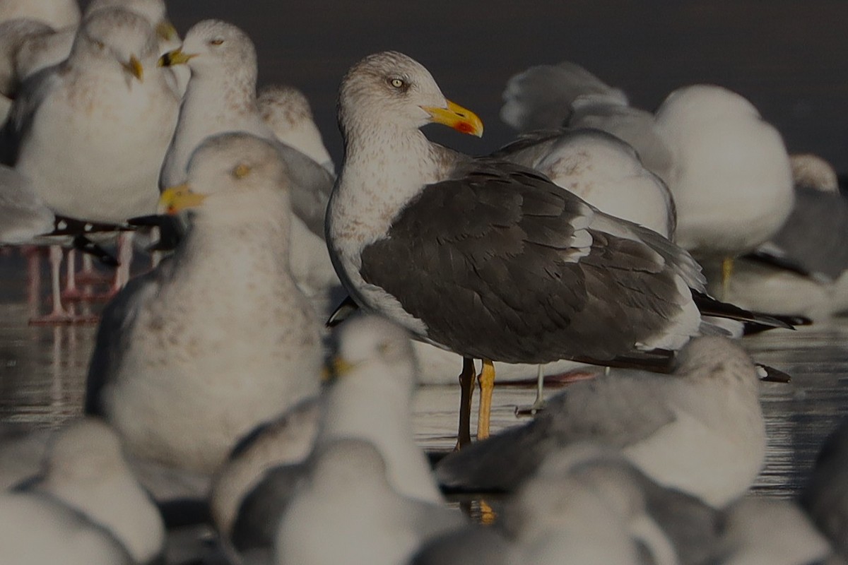 Lesser Black-backed Gull - ML627784188