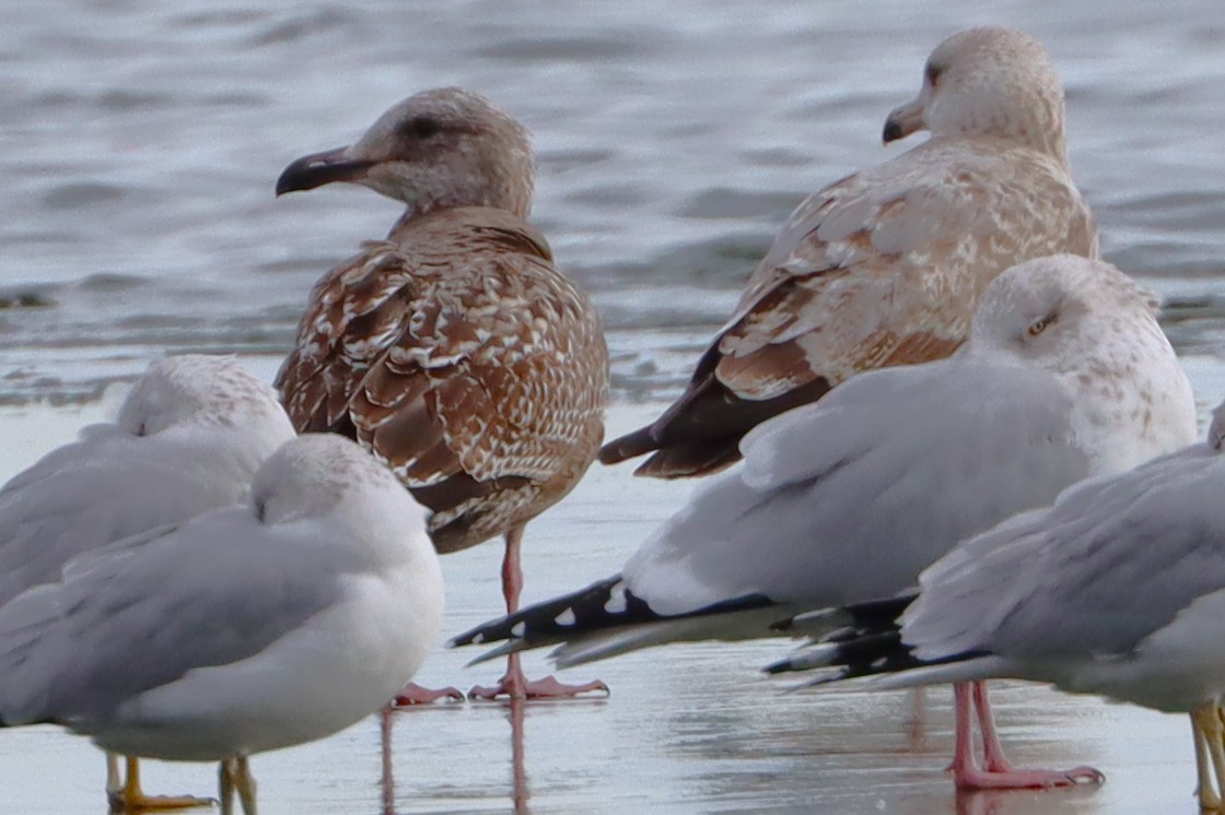 Lesser Black-backed Gull - ML627784189